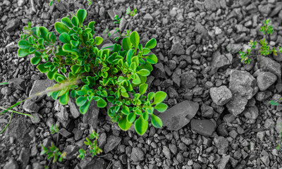 plants in the arabian desert
