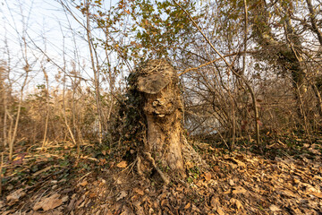Torbiere, sebino, Iseo , lago, Brescia, Lombardia, verde, sentiri