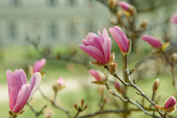 Beautiful pink magnolia flower close-up on a green background. Flowering tree in the city of Zielona Góra, Poland, 04/03/2022.