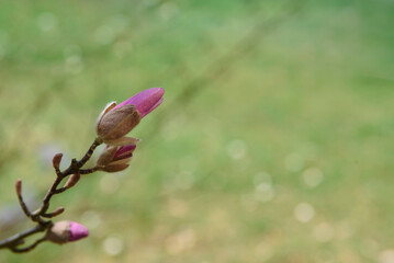 Beautiful pink magnolia flower close-up on a green background. Flowering tree in the city of Zielona Góra, Poland, 04/03/2022.