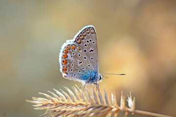 butterfly macro
