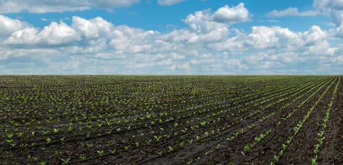 panoramic landscape beet sugar field with beautiful sky