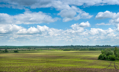 crops sugar beet at field, agricultural hills landscape with beautiful sky
