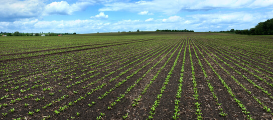 Sugar beet crops field, panoramic landscape