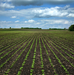 Fototapeta na wymiar rows of Sugar beet sprouts on field at spring with beautiful sky