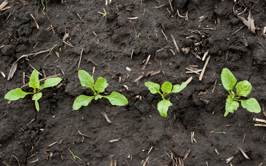 top view, close up of young sugar beet leaves