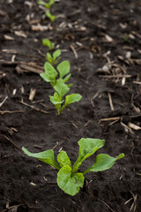 seedlings close up, young leaves of sugar beet on a field in spring