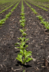 Sugar beet sprouts on field, Close up of leaves after rain