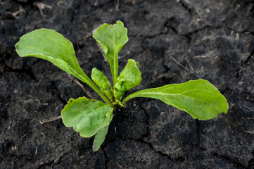 fresh leaves, sugar beet sprouts after rain
