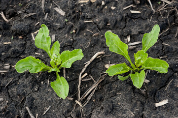 leaves of young sugar beet, top view, young shoots in spring