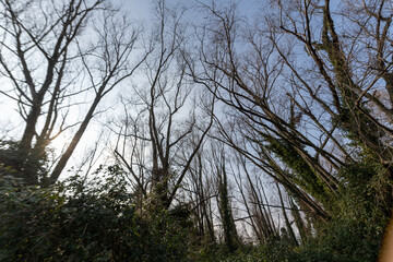 Torbiere, sebino, Iseo , lago, Brescia, Lombardia, verde, sentiri