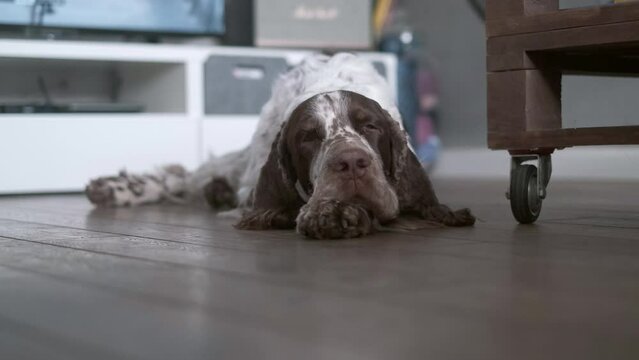 The English Springer Spaniel sleeps on the hardwood floor in an apartment