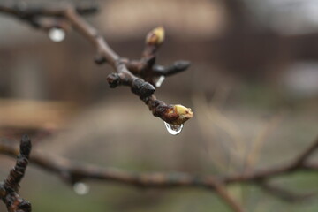 wet pear bud in spring close up 