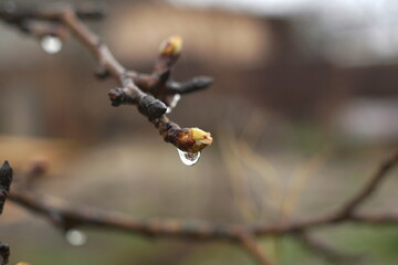 wet pear bud in spring close up