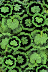 Background  Pelargonium