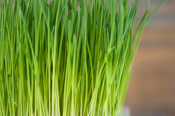 Spring grass background. Grass over wood. Nature background with grass and wood
