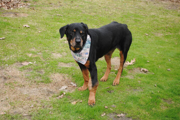 Old Rottweiler with a Large Cancerous Tumor on Her Front Leg