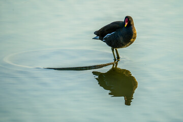 Moorhen standing on concrete circle on lake