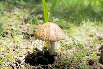 Large Wild Mushroom Growing in the Woods