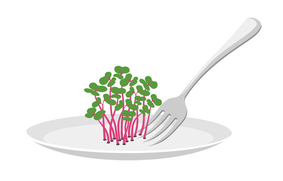 Micro greens, red cabbage on a plate, edible plants for healthy nutrition. Ingredients with green leaves for food