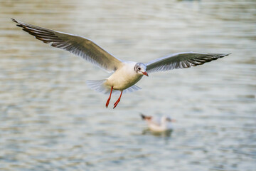 Seagull with wide spread wings flying over lake