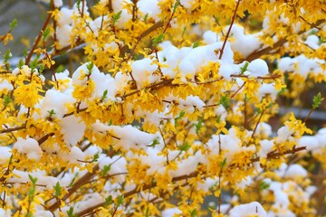Forsythienblüten mit Schnee