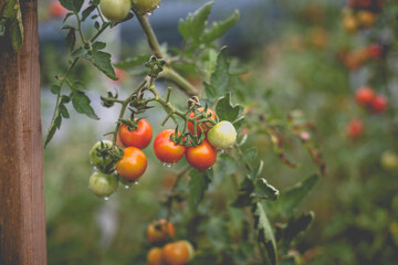 Beautiful view of red cherry tomatoes in a home garden in the countryside after rain. Soft morning lighting without harsh shadows.