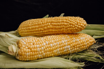 Corn on the cob on a black background. Two cobs of yellow sweet corn