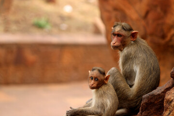 Bonnet macaque with baby. Monkeys in Badami Fort.