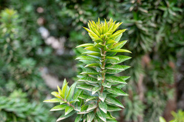 Green leaves of myrtus communis mediterranean ornamental and medicinal plant
