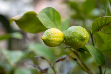 Unripe green lemons citrus fruits hanging on tree