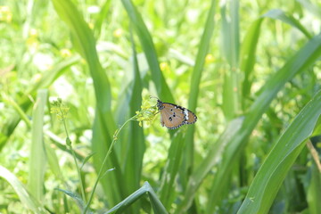 butterfly on grass