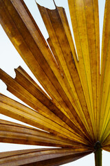 Palm leaf, Rhapis excelsa also known as lady palm or bamboo palm.