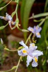Blue white flowers of blossoming iris japonica wild plant