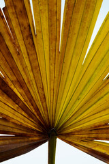 Palm leaf, Rhapis excelsa also known as lady palm or bamboo palm.