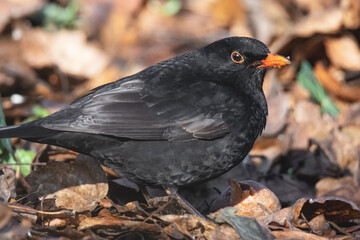 Amsel im Laub