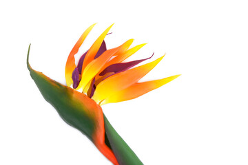 close up  the  one Bird of Paradise flower isolated
