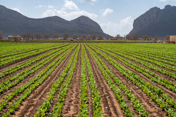 Fototapeta na wymiar Farm fields with rows of green lettuce salad. Panoramic view on agricultural valley Zafarraya with fertile soils for growing of vegetables, green lettuce salad, cabbage, artichokes, Andalusia, Spain