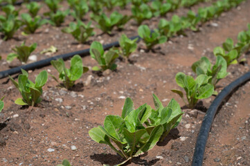 Farm fields with fertile soils and rows of growing  green lettuce salad in Andalusia, Spain