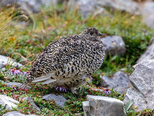 Portrait  of a female White-tailed Ptarmigan in summer plumage.