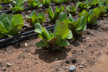 Farm fields with fertile soils and rows of growing  green lettuce salad in Andalusia, Spain