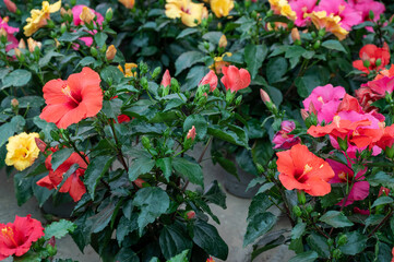 Many different tropical and exotic garden plants and colorful Hibiscus flowers for sale in Spanish garden shop