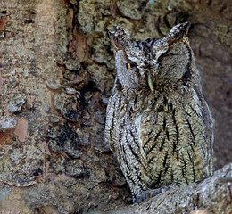 Portrait of a Western Screech-Owl perching.