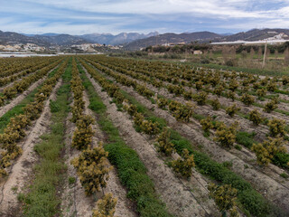 Naklejka na ściany i meble Aerial view on rows of evergreen avocado trees on plantations in Costa Tropical, Andalusia, Spain