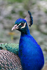 Fototapeta premium peacock: head and neck portrait with background out of focus