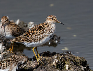 Portrait of a Pectoral Sandpiper
