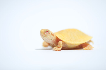 Albino red ear slider turtle on white background