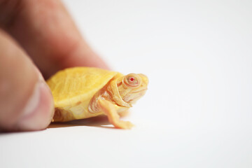 Hand holding albino red eared slider turtle