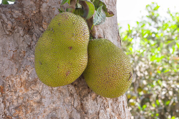 Breadfruit Artocarpus altilis in Peru