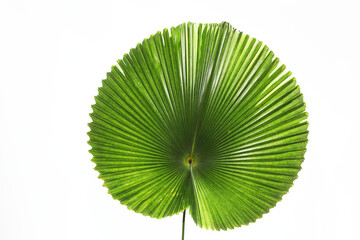 Green palm leaf (Licuala cordata) on white background